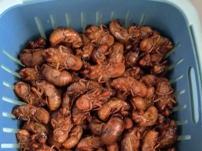 狗喝了敌敌畏应急解毒剂的选择与使用（保护你的爱犬免受敌敌畏危害，救援措施须知与急救方法）