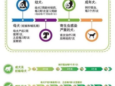 巴仙吉犬饲养宝典（了解巴仙吉犬，做好饲养工作）