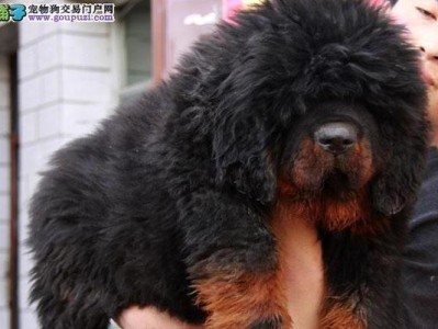 2016年小藏獒的价格趋势与市场表现（了解小藏獒价格走势，把握养殖市场机会）