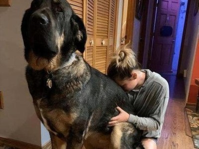 新手养大型犬，带来安全感的选择（选择适合新手的大型犬品种，享受安全感的伴侣）