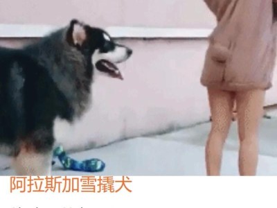 阿拉斯加犬的价格与影响因素（了解阿拉斯加犬的市场价格及其涨跌原因）