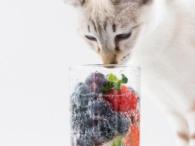 小猫能吃些什么东西？（揭秘小猫的饮食秘密）