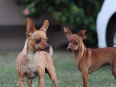 小鹿犬的养护方法详解（轻松享受拥有宠物的乐趣）