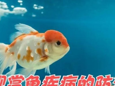 金鱼养殖的技巧与方法（疾病防治让金鱼健康成长）