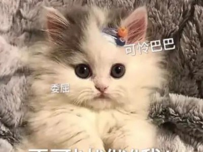 黑贝能凶吗？（探究黑贝是否具有凶猛的潜力）