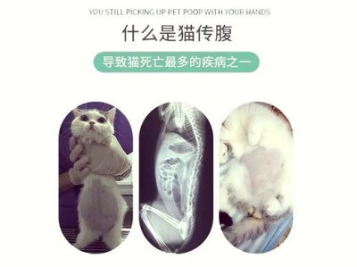 猫生化检查解析（了解猫咪的体内机能与疾病风险，为宠物健康护航）