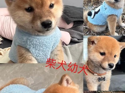 幼犬饱腹感（幼犬食物摄入量和喂养指南）