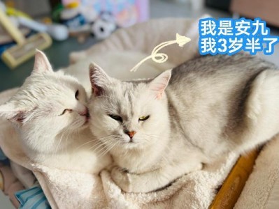 小猫来家多久可以洗澡？（小猫适合洗澡的最佳时间和注意事项）