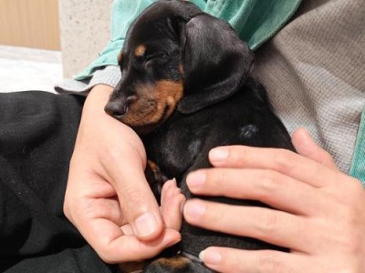 幼犬的最爱（探究幼犬的喜好和游戏选择，让它们开心快乐成长）