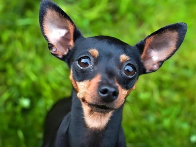 纯种小鹿犬的价格及特征分析（了解小鹿犬和吉娃娃之间的区别以及市场价格）