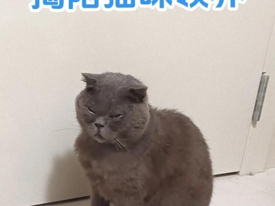 正确饲养蓝猫的关键方法（温顺性格的保证和寿命的延长）