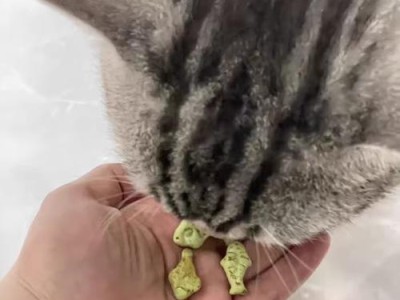 探究猫草的4种效果及其作为零食的潜力