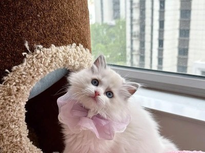 布偶猫双色的特征与魅力（探秘布偶猫的独特外貌和迷人气质）