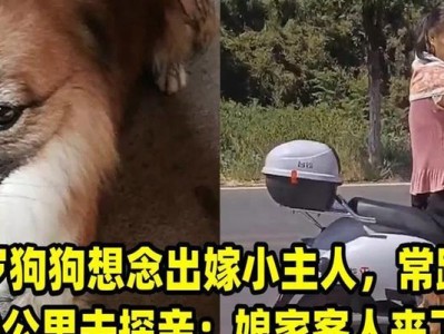 打造友善犬行为——如何训练狗狗与善待客人（以宠物为主，让狗狗成为家庭的温馨伴侣）