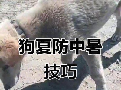 狗中暑后的症状及应对方法（详解狗中暑后的表现及应急处理措施）
