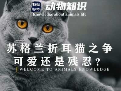 折耳猫——迷人的外貌背后隐藏的奥秘（解密折耳猫的由来及特点，了解它们的成长故事）
