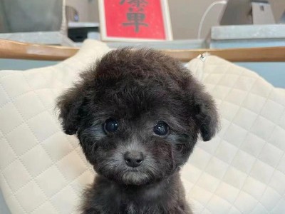 标准贵宾犬的价格究竟如何？（探讨标准贵宾犬的价格因素及市场行情）