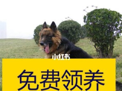 训练你的德国牧羊犬在指定区域大小便的方法（如何让你的德国牧羊犬养成良好的大小便习惯）