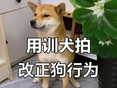 控制狗狗乱咬东西的有效方法（帮助你有效解决狗狗乱咬东西的问题）