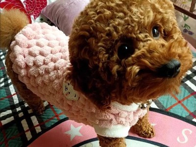 「爱犬饮食美味容易生病？」（「犬主需要知道的关键信息」）