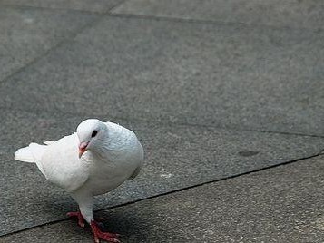 白王鸽的饲养方法（打造健康快乐的鸽子家族）