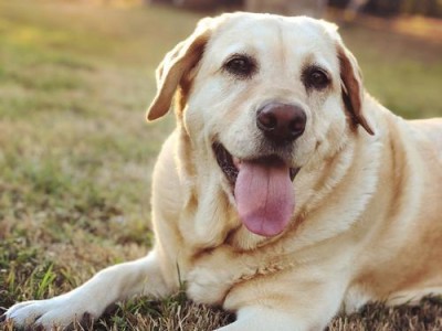 拉布拉多犬何时停止生长？（探究拉布拉多犬长个的时间和影响因素）