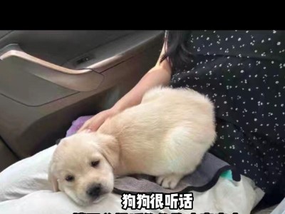 不要跑！狗狗追你，记得蹲下！（以正确的姿势面对追逐，你将与狗狗和平共处）