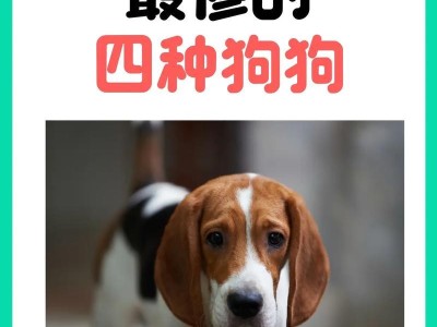 湖南狗的品种多样性与特点（探索湖南地区狗的不同品种和独特之处）