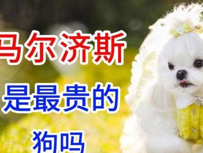 寻找最能闹的狗狗（解析不安分的狗狗品种，让您了解哪种狗最有活力）