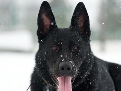 法兰德斯畜牧犬饲养全攻略（详细介绍法兰德斯畜牧犬的饲养要点及注意事项）