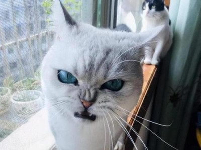 猫咪讨厌的味道（揭秘猫咪厌恶的气味及其原因）