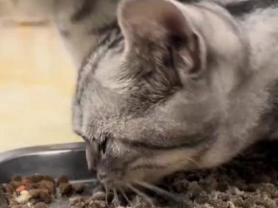 如何为猫咪提供营养加餐？（为你的猫咪提供额外的营养和味道，让它更健康快乐）