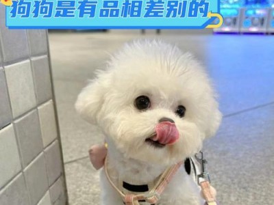 揭秘美容师的谎言（狗狗剃毛是否真的能让毛发更好？解析美容师的说辞与事实）