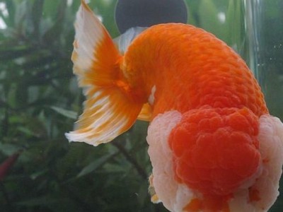 探寻金鱼寿命的奥秘（金鱼的寿命和生活环境有何关联？）