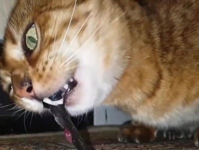 选择适合猫咪的鱼种类（为你的猫咪提供健康饮食的必备指南）