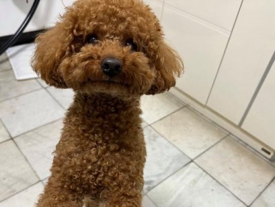 泰迪幼犬饮食注意事项（了解适宜喂养鸡蛋黄的时间间隔对泰迪幼犬的成长至关重要）
