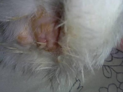 猫屁股有粘东西是什么原因，应该如何处理？（了解猫屁股有粘东西的问题及解决方法）