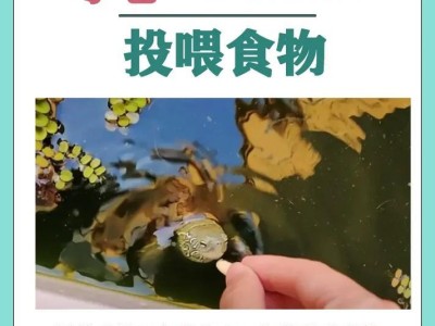 乌龟的饮食需求与摄入量（揭开乌龟饮食的奥秘，让你成为宠物乌龟的贴心主人）