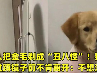 剃金毛的意义（深入探究剃金毛的背后含义，剖析人与金毛之间的特殊关系）