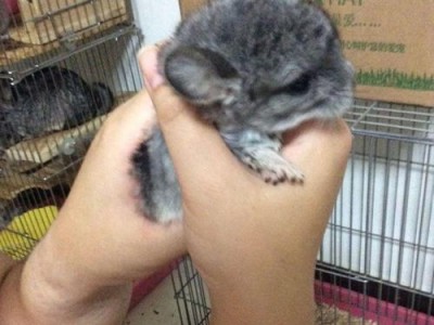 以龙猫喂养要注意什么？（龙猫喂养指南及关键注意事项）