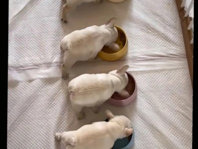 斗牛犬繁殖周期及注意事项（了解斗牛犬的生殖特性，正确安排繁殖计划）