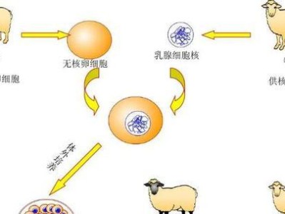 养护澳大利亚梗的全面指南（掌握养犬技巧，打造快乐家庭）