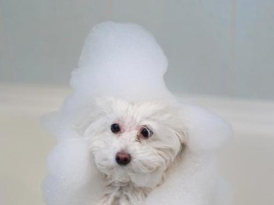 比熊犬毛发护理的秘诀（选择合适的梳子，让比熊犬毛发更加亮丽健康）
