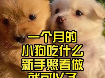 小狗的饮食指南（探索营养均衡的小狗饮食习惯）