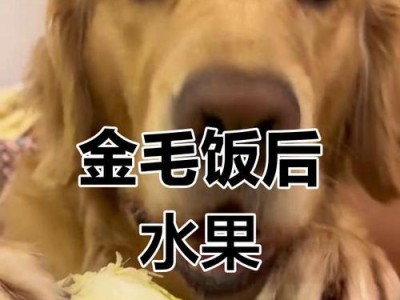 如何为两个月大的金毛犬提供适宜的饮食？（金毛犬喂养指南及饮食要点）