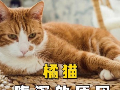 猫咪拉稀的原因及处理方法（探究猫咪长期拉稀的可能原因，并提供解决方案）