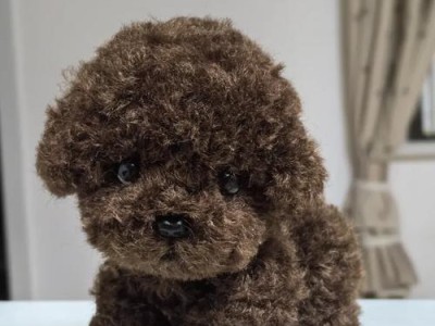 泰迪犬的怀孕周期（探究泰迪犬的繁殖过程与发育时间，为泰迪爱好者解答常见疑问）