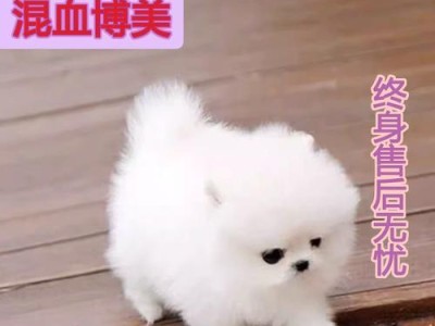 探索世界上最小的狗狗品种——向日葵犬（了解这一品种的特点和饲养要点）