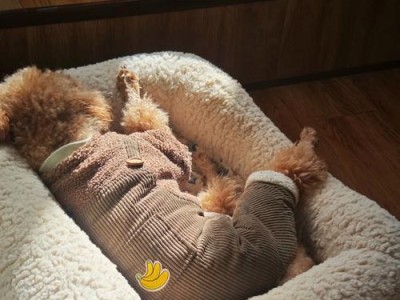 泰迪狗的睡眠需求及影响因素（探究泰迪狗每日睡眠时间的规律及其对健康的重要性）