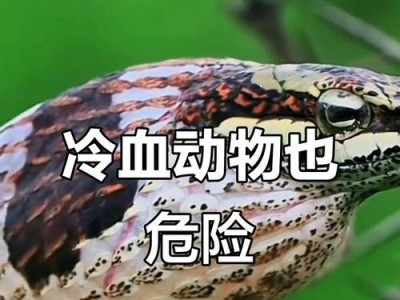 探讨冷血宠物的真相（了解不为人知的冷血宠物世界）